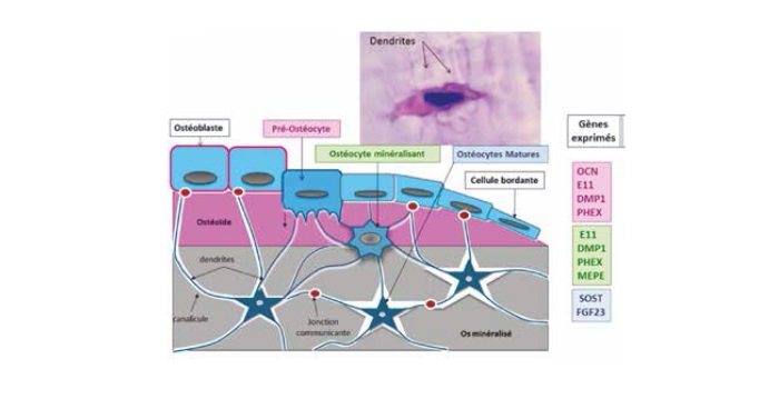 De l’ostéocyte à la sclérostine : vers de nouvelles approches thérapeutiques