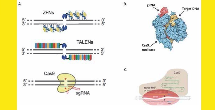 La chirurgie génomique : une révolution pour la rhumatologie ?